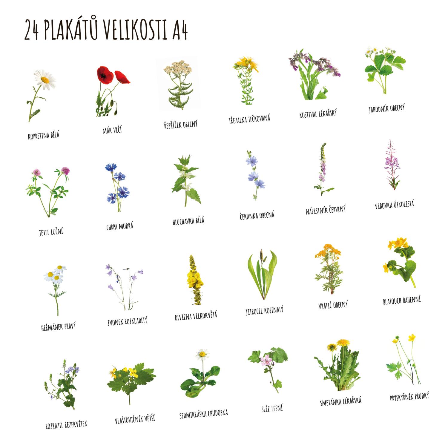 Letní květiny - poznávačka, hrací a demonstrační karty – obrázek 3