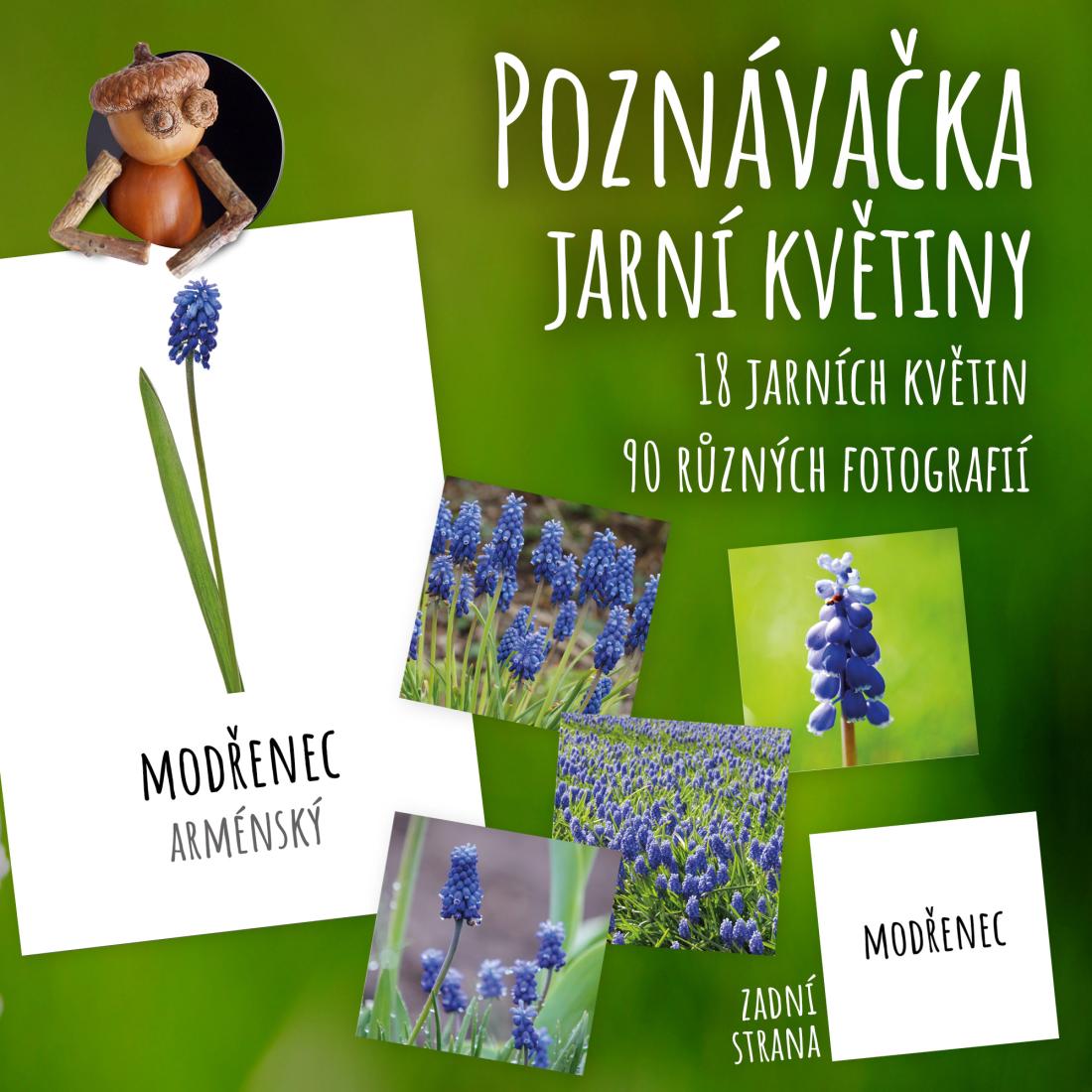 Jarní květiny - poznávačka